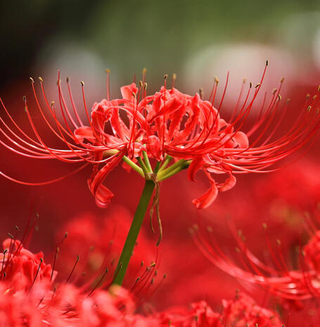 Higanbana / Red Spider Lilies