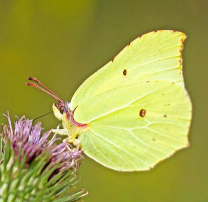Common Brimstone Butterfly
