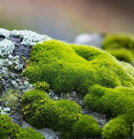 Moss