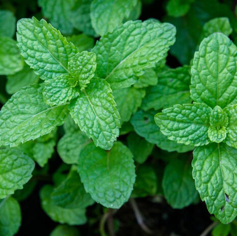 Mint Plant
