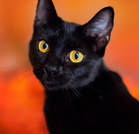 Black Cat