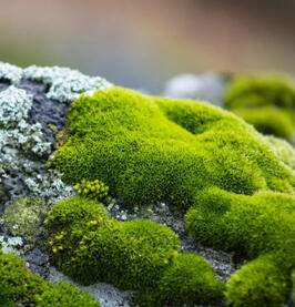 Moss