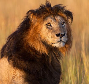 Lions/Lion Manes