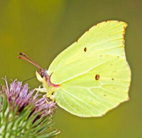 Common Brimstone Butterfly