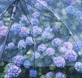 Hydrangea with Clear Umbrella